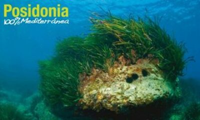 Posidonia Oceanica