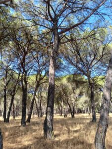 Foto Doñana
