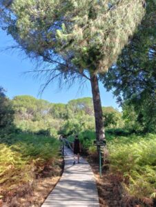 Foto Doñana