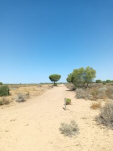 Foto Doñana