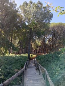 Foto Doñana