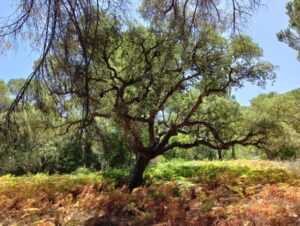 Doñana1