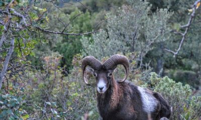 Reserva Ecológica de Ojén es un Espacio Natural Protegido