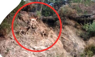 Escapada de Muflones en la Reserva Ecológica de Ojén: Riesgo Inminente para la Seguridad Vial