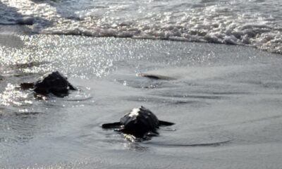 suelta de tortugas marinas